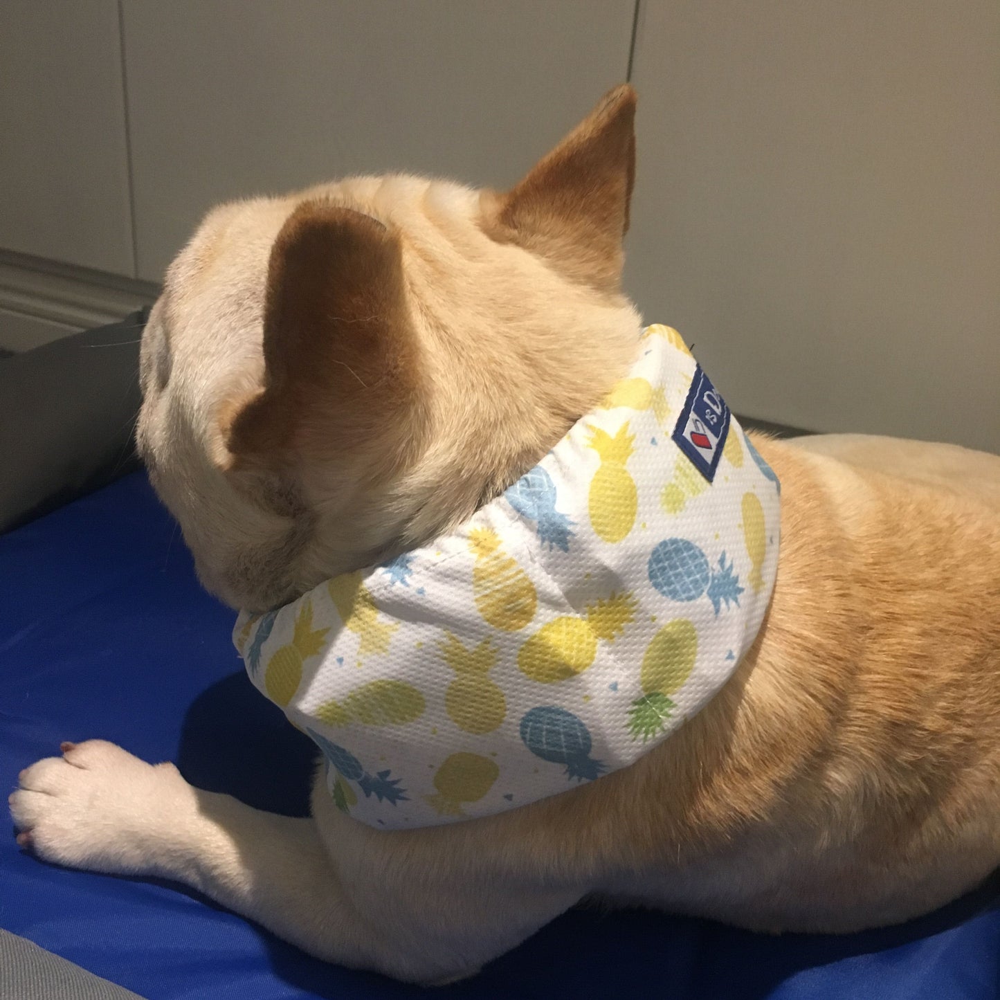 Chill Fruit Cooling Scarf — Summer Heat Relief