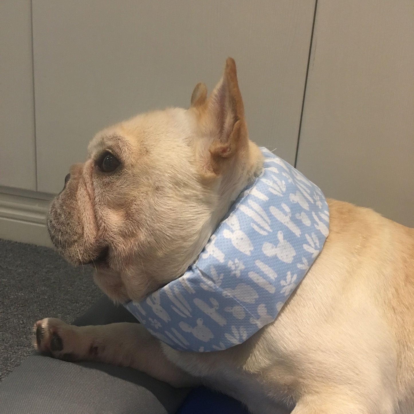 Chill Fruit Cooling Scarf — Summer Heat Relief